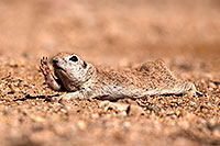 /images/133/2014-06-07-tucson-g-squirrels-0601.jpg - #11854: Round Tailed Ground Squirrels in Tucson … June 2014 -- Tucson, Arizona