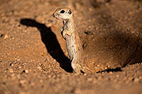 /images/133/2014-06-07-tucson-g-squirrels-1116.jpg - #11865: Round Tailed Ground Squirrels in Tucson … June 2014 -- Tucson, Arizona