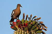 /images/133/2014-06-08-supers-dove-5d3_2325.jpg - #11876: White Winged Dove on Saguaro Cactus fruit in Superstitions … June 2014 -- Superstitions, Arizona