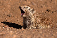 /images/133/2014-06-08-tucson-g-squirrels-1471.jpg - #11884: Round Tailed Ground Squirrels in Tucson … June 2014 -- Tucson, Arizona