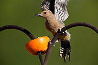 /images/133/2014-06-14-tucson-birds-5d3_0560.jpg - #11909: Male Gila Woodpecker in Tucson … June 2014 -- Tucson, Arizona