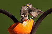 /images/133/2014-06-14-tucson-birds-5d3_0616.jpg - Birds > Verdins
