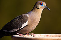 /images/133/2014-06-15-tucson-birds-5d3_1651.jpg - #11935: White Winged Dove in Tucson … June 2014 -- Tucson, Arizona