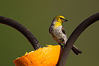/images/133/2014-06-15-tucson-birds-5d3_1930.jpg - #11937: Adult Male Verdin in Tucson … June 2014 -- Tucson, Arizona