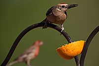 /images/133/2014-06-15-tucson-birds-5d3_2119.jpg - #11939: Male Woodpecker in Tucson … June 2014 -- Tucson, Arizona
