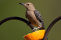 /images/133/2014-06-15-tucson-birds-5d3_2258.jpg - #11940: Male Woodpecker in Tucson … June 2014 -- Tucson, Arizona