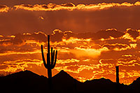 /images/133/2014-06-16-supers-sunset-5d2_7318.jpg - #11944: Sunset in Superstitions … June 2014 -- Sunset Cactus, Superstitions, Arizona