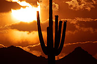 /images/133/2014-06-16-supers-sunset-5d3_3089.jpg - #11949: Sunset in Superstitions … June 2014 -- Sunset Cactus, Superstitions, Arizona