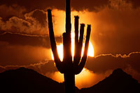 /images/133/2014-06-16-supers-sunset-5d3_3183.jpg - #11953: Sunset in Superstitions … June 2014 -- Sunset Cactus, Superstitions, Arizona
