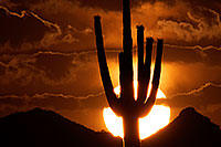 /images/133/2014-06-16-supers-sunset-5d3_3232.jpg - #11954: Sunset in Superstitions … June 2014 -- Sunset Cactus, Superstitions, Arizona