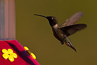 /images/133/2014-06-21-tucson-birds-1dx_0497.jpg - #11960: Annas Hummingbird in Tucson … June 2014 -- Tucson, Arizona