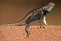 /images/133/2014-06-21-tucson-lizard-1dx_0045.jpg - #11963: Male Desert Spiny Lizard in Tucson … June 2014 -- Tucson, Arizona