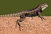 /images/133/2014-06-21-tucson-lizard-1dx_0132.jpg - #11965: Male Desert Spiny Lizard in Tucson … June 2014 -- Tucson, Arizona