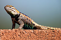/images/133/2014-06-21-tucson-lizard-1dx_0459.jpg - #11967: Male Desert Spiny Lizard in Tucson … June 2014 -- Tucson, Arizona