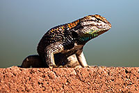 /images/133/2014-06-21-tucson-lizard-1dx_0486.jpg - #11967: Male Desert Spiny Lizard in Tucson … June 2014 -- Tucson, Arizona