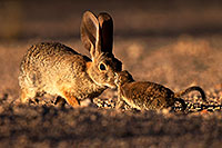/images/133/2014-06-22-tucson-bunny-1dx_2667.jpg - #11969: Desert Cottontail in Tucson … June 2014 -- Tucson, Arizona