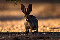 /images/133/2014-06-22-tucson-bunny-1dx_2714.jpg - #11971: Desert Cottontail in Tucson … June 2014 -- Tucson, Arizona