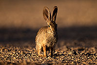 /images/133/2014-06-22-tucson-bunny-1dx_2844.jpg - #11972: Desert Cottontail in Tucson … June 2014 -- Tucson, Arizona