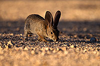 /images/133/2014-06-22-tucson-bunny-1dx_2888.jpg - #11975: Desert Cottontail in Tucson … June 2014 -- Tucson, Arizona