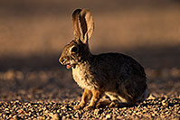 /images/133/2014-06-22-tucson-bunny-1dx_2920.jpg - #11976: Desert Cottontail in Tucson … June 2014 -- Tucson, Arizona