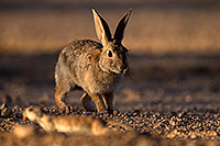 /images/133/2014-06-22-tucson-bunny-1dx_2998.jpg - #11977: Desert Cottontail in Tucson … June 2014 -- Tucson, Arizona