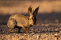 /images/133/2014-06-22-tucson-bunny-1dx_3104.jpg - #11977: Desert Cottontail in Tucson … June 2014 -- Tucson, Arizona