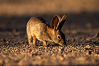 /images/133/2014-06-22-tucson-bunny-1dx_3106.jpg - #11979: Desert Cottontail in Tucson … June 2014 -- Tucson, Arizona