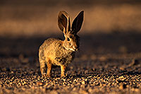 /images/133/2014-06-22-tucson-bunny-1dx_3108.jpg - #11980: Desert Cottontail in Tucson … June 2014 -- Tucson, Arizona