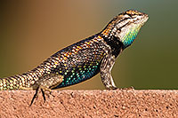 /images/133/2014-06-22-tucson-lizard-1dx_1370.jpg - #11981: Male Desert Spiny Lizard in Tucson … June 2014 -- Tucson, Arizona