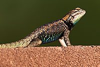 /images/133/2014-06-22-tucson-lizard-1dx_1429.jpg - #11983: Male Desert Spiny Lizard in Tucson … June 2014 -- Tucson, Arizona