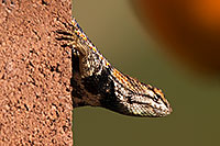 /images/133/2014-06-22-tucson-lizard-1dx_1462.jpg - #11983: Male Desert Spiny Lizard in Tucson … June 2014 -- Tucson, Arizona