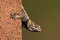 /images/133/2014-06-22-tucson-lizard-1dx_1468.jpg - #11984: Male Desert Spiny Lizard in Tucson … June 2014 -- Tucson, Arizona