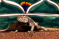 /images/133/2014-06-22-tucson-lizard-1dx_1511.jpg - #11985: Male Desert Spiny Lizard in Tucson … June 2014 -- Tucson, Arizona