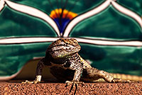 /images/133/2014-06-22-tucson-lizard-1dx_1521.jpg - #11987: Male Desert Spiny Lizard in Tucson … June 2014 -- Tucson, Arizona