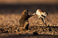 /images/133/2014-06-22-tucson-squirrels-1dx_2635.jpg - #11992: Round Tailed Ground Squirrels in Tucson … June 2014 -- Tucson, Arizona