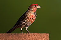/images/133/2014-06-23-tucson-birds-1dx_3317.jpg - #11996: Finch … June 2014 -- Tucson, Arizona