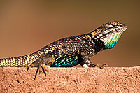 /images/133/2014-06-23-tucson-lizard-1dx_3295.jpg - #12003: Male Desert Spiny Lizard in Tucson … June 2014 -- Tucson, Arizona