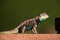 /images/133/2014-06-23-tucson-lizard-1dx_3354.jpg - #12003: Male Desert Spiny Lizard in Tucson … June 2014 -- Tucson, Arizona