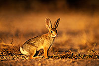 /images/133/2014-06-29-tucson-bunny-1dx_6269.jpg - #12009: Desert Cottontail in Tucson … June 2014 -- Tucson, Arizona