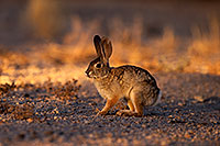 /images/133/2014-06-29-tucson-bunny-1dx_6481.jpg - #12012: Desert Cottontail in Tucson … June 2014 -- Tucson, Arizona