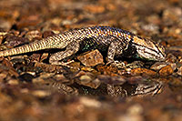 /images/133/2014-06-29-tucson-lizard_1dx_5163.jpg - #12015: Desert Spiny Lizard in Tucson … June 2014 -- Tucson, Arizona