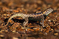 /images/133/2014-06-29-tucson-lizard_1dx_5189.jpg - #12015: Desert Spiny Lizard in Tucson … June 2014 -- Tucson, Arizona