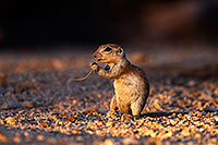 /images/133/2014-06-29-tucson-squirrels-1dx_6403.jpg - #12021: Round Tailed Ground Squirrels in Tucson … June 2014 -- Tucson, Arizona