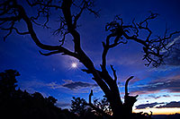 /images/133/2014-07-03-gc-dview-starburst-1dx_1066.jpg - #12027: Night tree silhouette at Desert View in Grand Canyon … July 2014 -- Desert View, Grand Canyon, Arizona