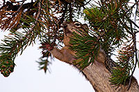 /images/133/2014-07-07-gc-mather-squirrel-1dx_1223.jpg - #12055: Squirrel at Mather Point at Grand Canyon … July 2014 -- Mather Point, Grand Canyon, Arizona