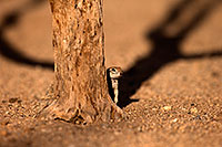 /images/133/2014-07-19-tucson-creatures-1dx_2623.jpg - #12068: Round Tailed Ground Squirrels in Tucson … July 2014 -- Tucson, Arizona