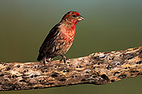 /images/133/2014-07-20-tucson-birds-1dx_2745.jpg - #12070: Male House Finch in Tucson … July 2014 -- Tucson, Arizona