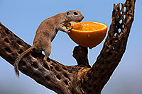 /images/133/2014-07-20-tucson-creatures-1dx_3475.jpg - #12087: Round Tailed Ground Squirrels in Tucson … July 2014 -- Tucson, Arizona