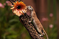 /images/133/2014-07-20-tucson-creatures-1dx_3549.jpg - #12089: Round Tailed Ground Squirrels in Tucson … July 2014 -- Tucson, Arizona