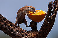 /images/133/2014-07-20-tucson-creatures-1dx_3652.jpg - #12091: Round Tailed Ground Squirrels in Tucson … July 2014 -- Tucson, Arizona
